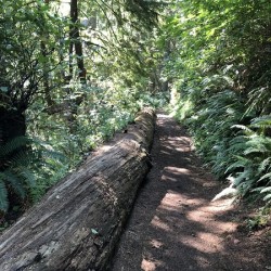 A Walk in the Forest 
