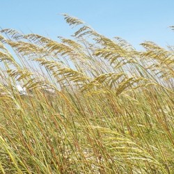 Sea Grass