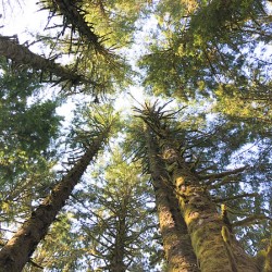 Pines to the Sky