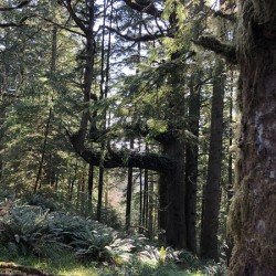 Northwest Quiet 