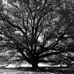 Compton Oak 