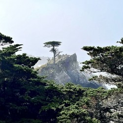 The Lone Cypress 
