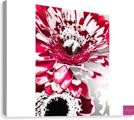 Red Daisy Burst Canvas Print