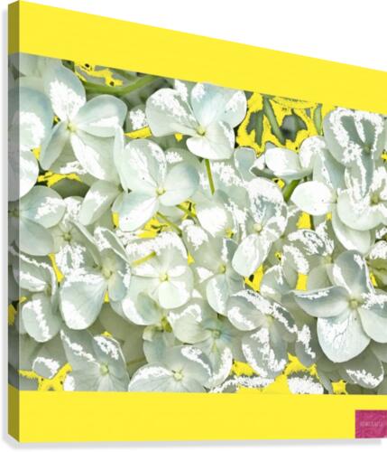 Hydrangea Yellow Composition Canvas Print