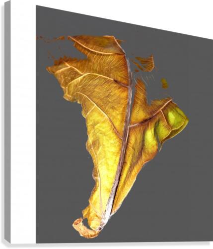 Fiddle Fig Leaf Canvas Print