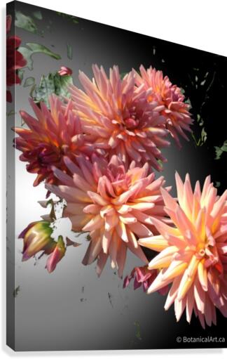 Floating Chrysanthemums Canvas Print