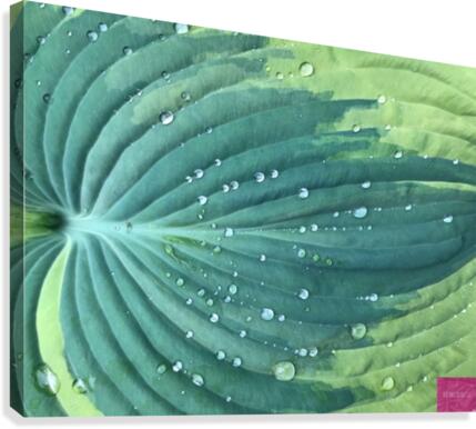 Dewy Hostas Canvas Print