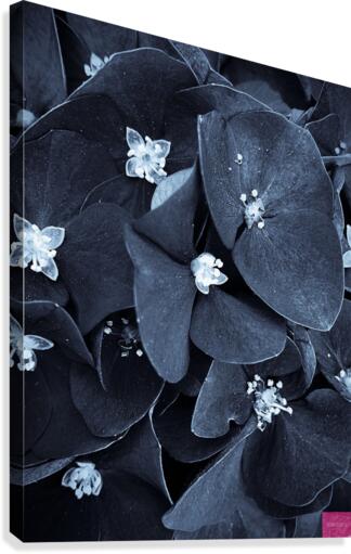 Dark Hydrangea 1 Canvas Print