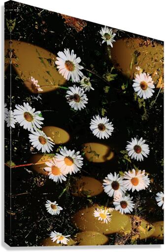 Dancing Daisies Canvas Print