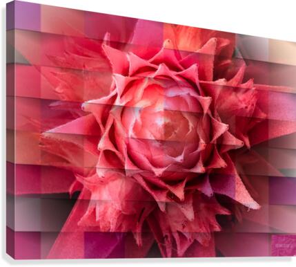 Textural Bromeliad Canvas Print