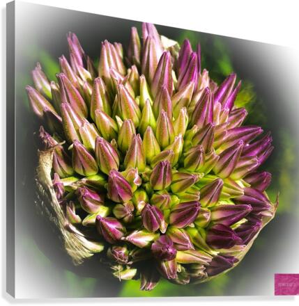 Exploding Alium Canvas Print