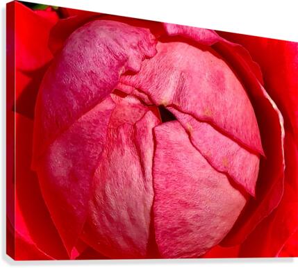 Rose Globe Canvas Print