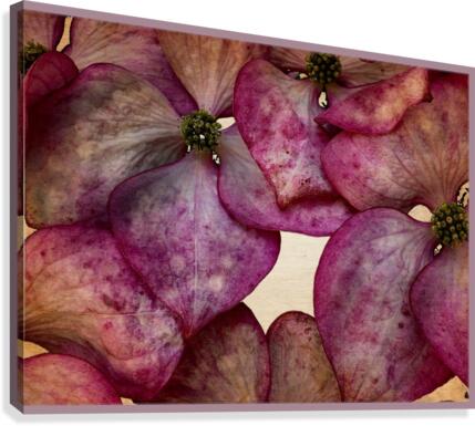 Hydrangea 200622 Canvas Print