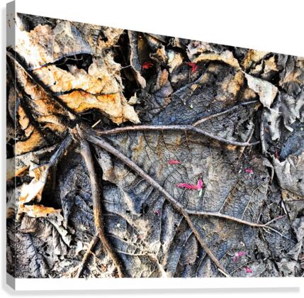 Skeleton Leaf Canvas Print