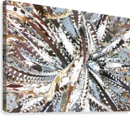 Cactus Arms Canvas Print
