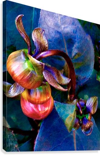 Budding Peony Canvas Print