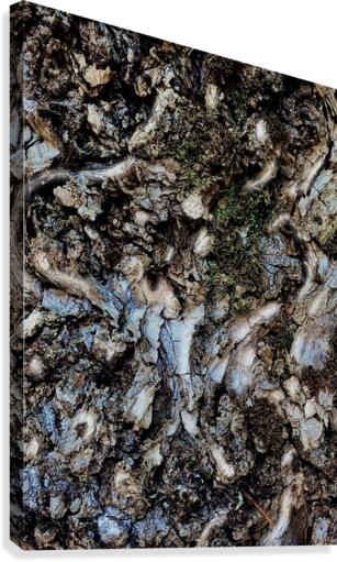 Tree Bark Texture Canvas Print