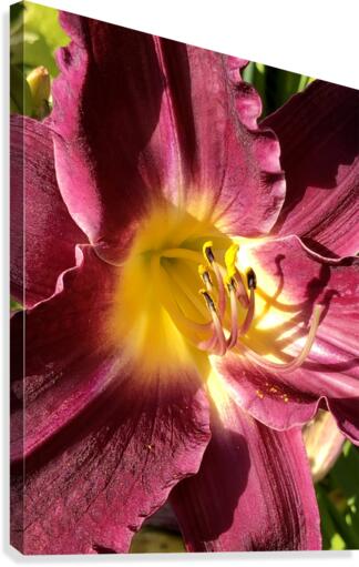 Red Lilly  Canvas Print