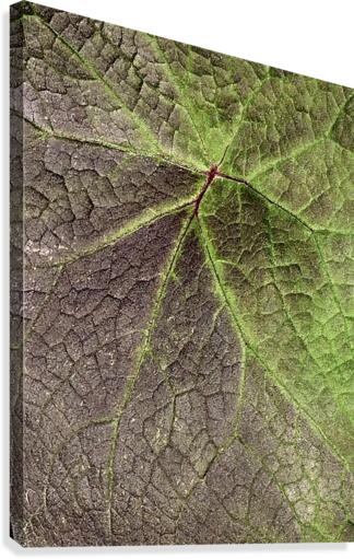 Variegated Leaf Canvas Print