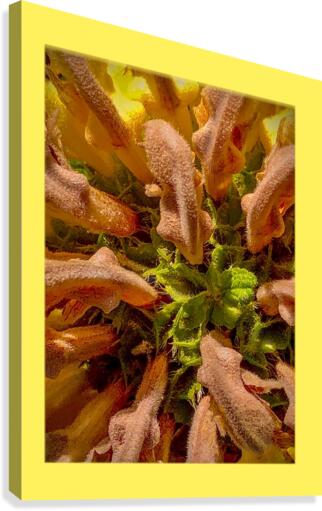 Flowerhead 200724 Canvas Print