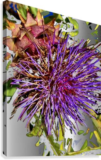 Thistle 200827 Canvas Print