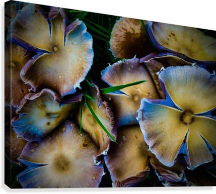 Mushroom Crowd Canvas Print