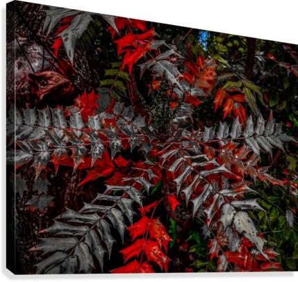 Holly Explosion Canvas Print