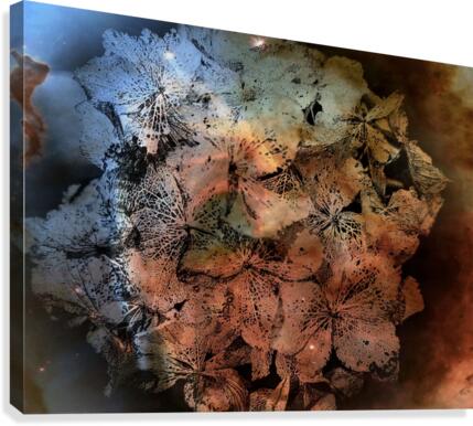 Hydrangea Detail Canvas Print
