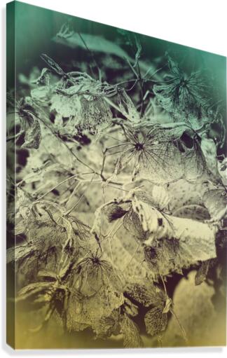 Hydrangea Skeleton Canvas Print