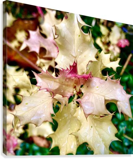 White Holly Canvas Print