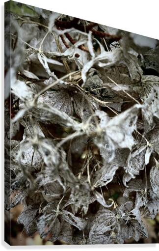 Hydrangea Skeleton Canvas Print