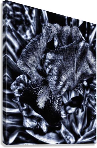 Monochrome Iris Canvas Print