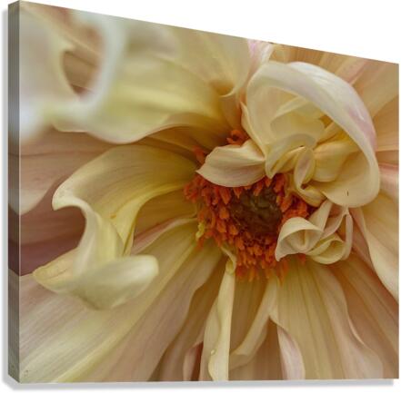 IMG 2925 Canvas Print