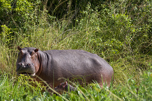 Mama Hippo with Two Day Old Baby by Rik Katz