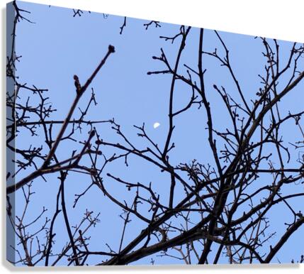 Day Moon Canvas Print