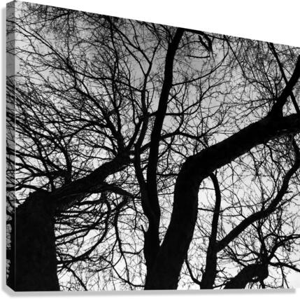 IMG 0368 Canvas Print