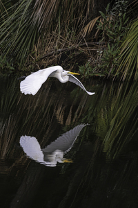 Flight Reflection