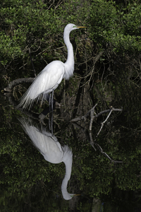 Egret Reflection One