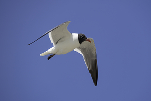 Laughing Gull in Flight
