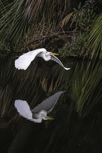 Flight Reflection Print