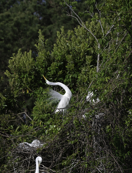 Egret Mating Behavior by Daniel Wright