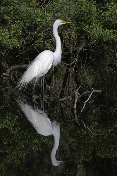 Egret Reflection One by Daniel Wright
