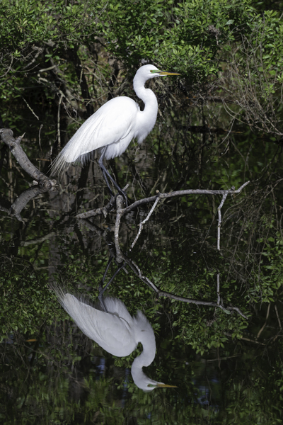Egret Reflection Two by Daniel Wright