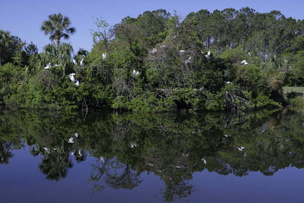 Egret Rookery Reflection by Daniel Wright