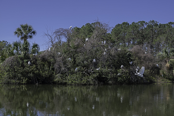 Egret Rookery by Daniel Wright