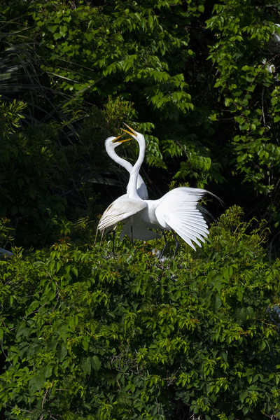 Egrets Pas de Deux by Daniel Wright