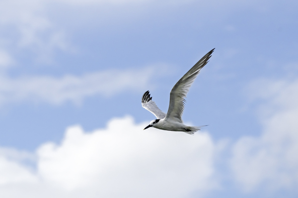 Tern Flight Print