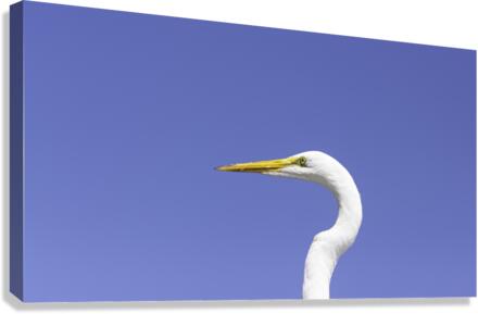Egret Close-Up Canvas Print