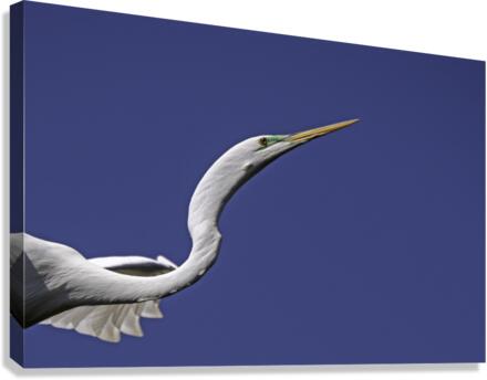 Egret Profile Canvas Print