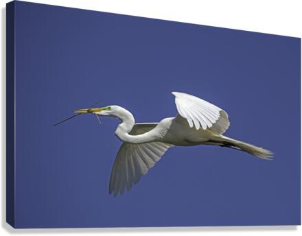 Egret Flight Canvas Print